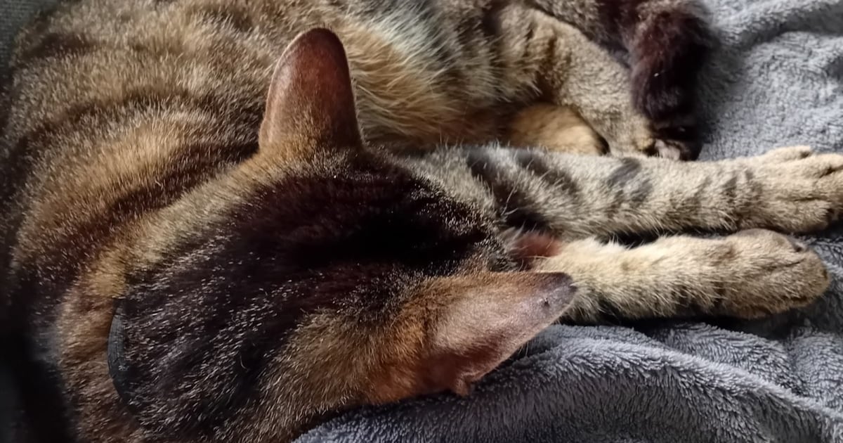 Heb jij Fien gezien? Dit huisdier wordt in Woudenberg vermist