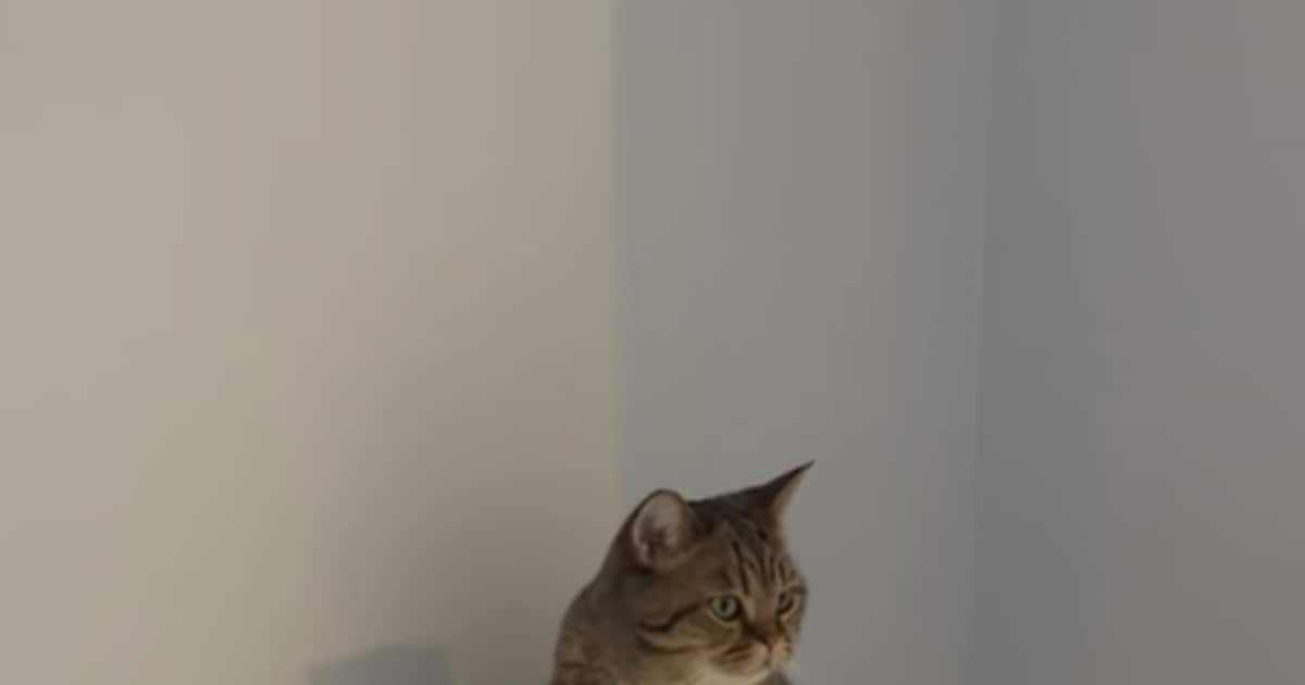 Heb jij Bas gezien? Dit huisdier wordt in Hendrik-Ido-Ambacht vermist