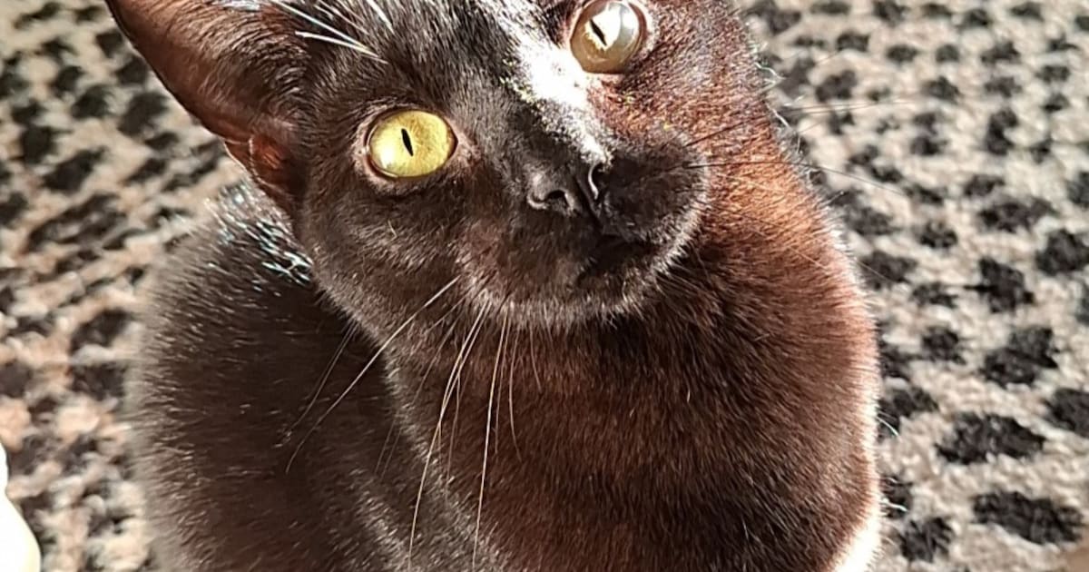 Heb jij Lilly of Lizzy gezien? Deze twee huisdieren worden in Purmerend vermist