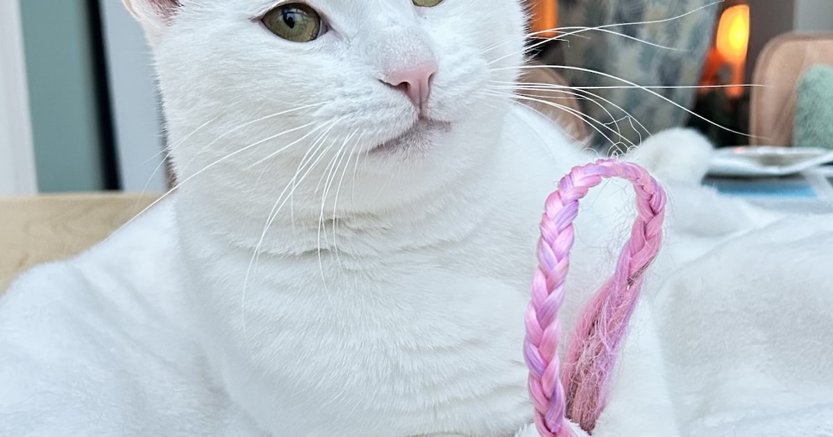 Heb jij Bor gezien? Dit huisdier wordt in Landgraaf vermist