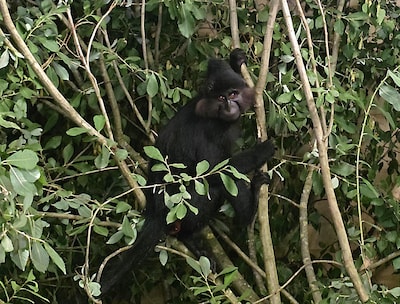 Ontsnapte aap na ruim een maand weer terecht: kuifmangabey veilig terug in Beekse Bergen