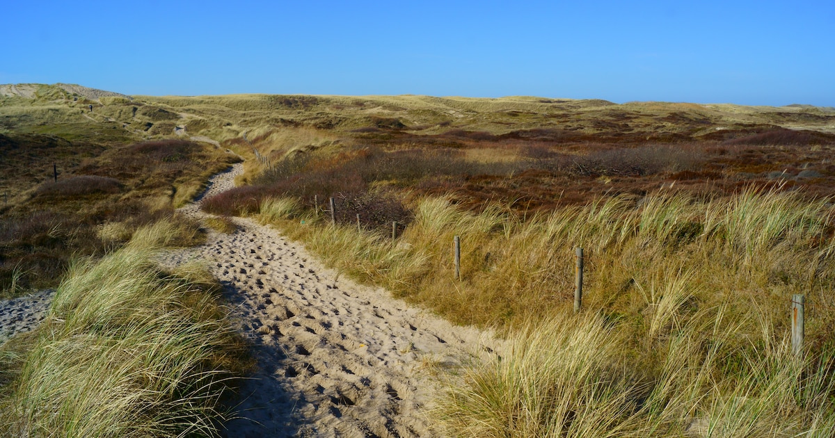 Nieuw beheerplan voor Schoorlse Duinen: honden aan de lijn en bomenkap