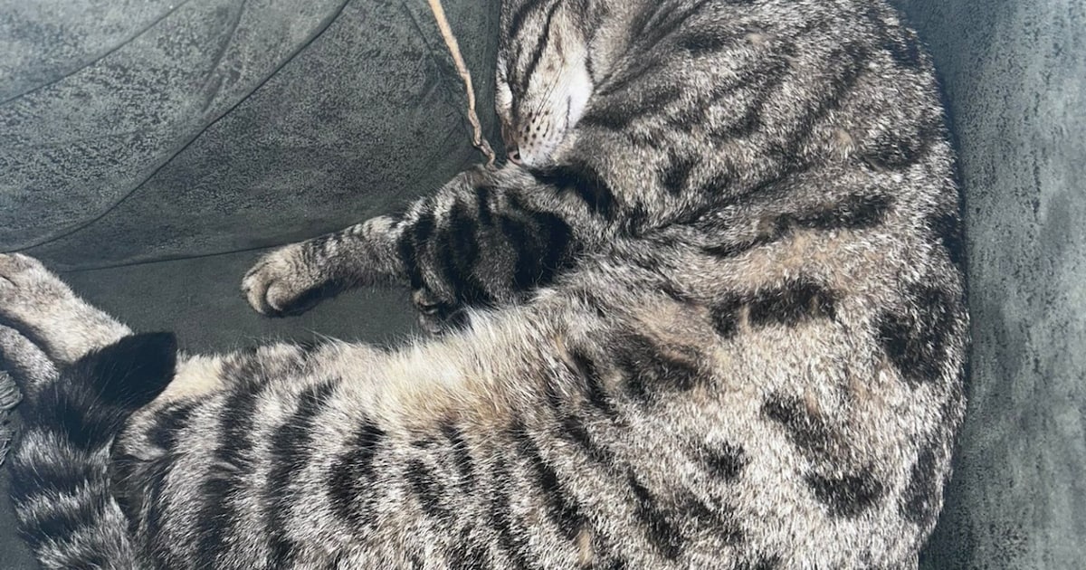 Heb jij Sjors gezien? Dit huisdier wordt in Zuidplas vermist