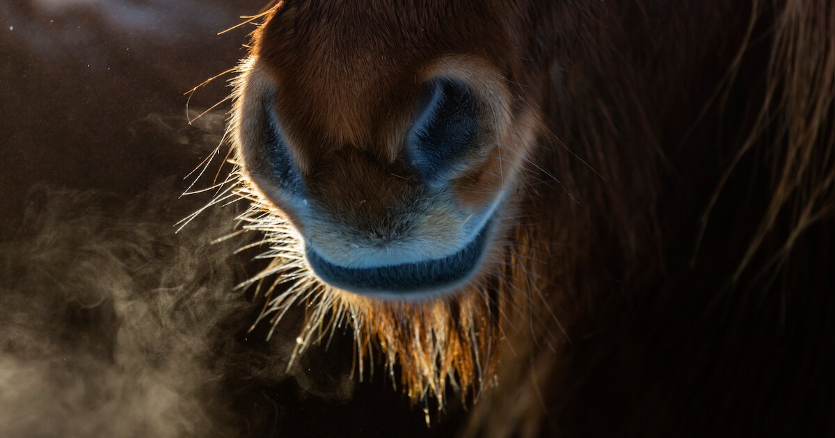 Ringsteken met pony’s en paarden in Santpoort afgelast vanwege warmte