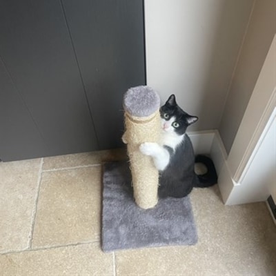 Heb jij Mickey gezien? Dit huisdier wordt in Veenendaal vermist