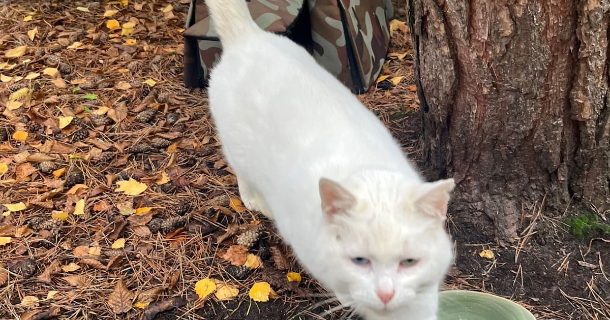 Heb jij Mavi of Wittje gezien? Deze twee huisdieren worden in Loon op Zand vermist