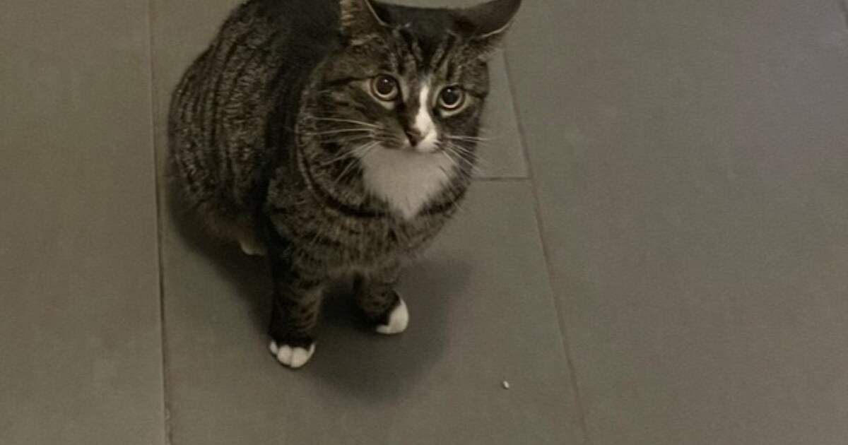 Heb jij Pipi gezien? Dit huisdier wordt in Roerdalen vermist