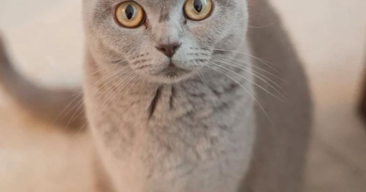 Heb jij Acer, Tintin of Kitti gezien? Deze drie huisdieren worden in Amstelveen vermist