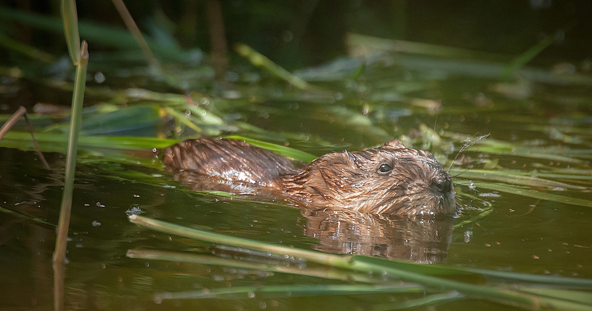 Waterschap Amstel, Gooi en Vecht vangt in 2025 veel meer muskusratten dan in 2024