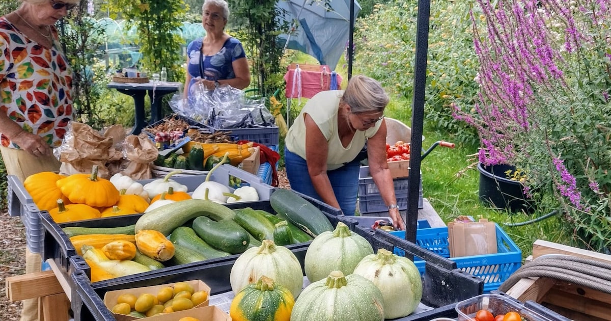 Vers van het land! Op de Open Akker haal je groenten, fruit en bloemen uit Vlaardingen