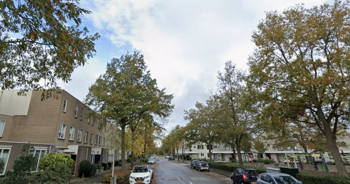 Kap van aantal eiken aan Stadsmolen Maassluis van start