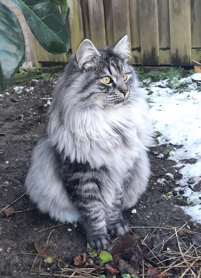 Heb jij Pip, Mila of Lily gezien? Deze vijf huisdieren worden in Apeldoorn vermist