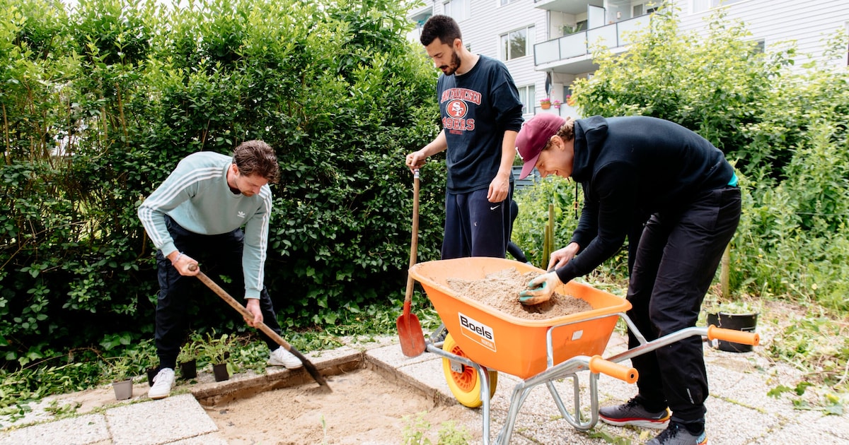 Gratis wildebloemenzaden voor inwoners die tegels inleveren in Kaag en Braassem