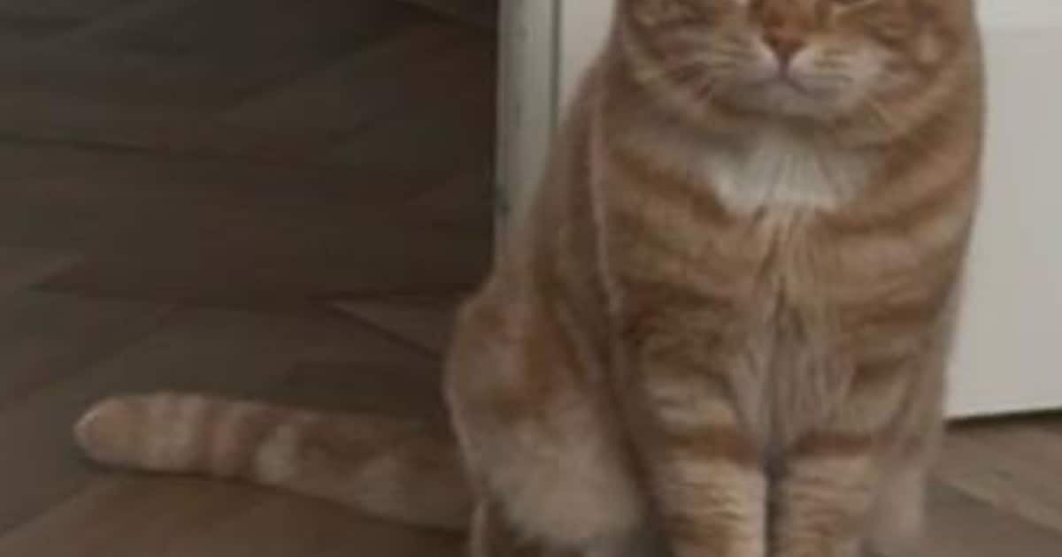 Heb jij Tosun gezien? Dit huisdier wordt in Zeist vermist