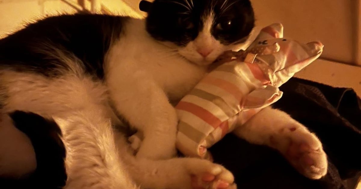 Heb jij Jaap of Lola gezien? Deze twee huisdieren worden in Hilversum vermist