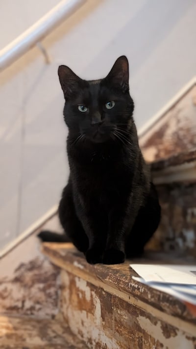 Heb jij Teigertje, Koekkie of Frutsel gezien? Deze negen huisdieren worden in Enschede vermist
