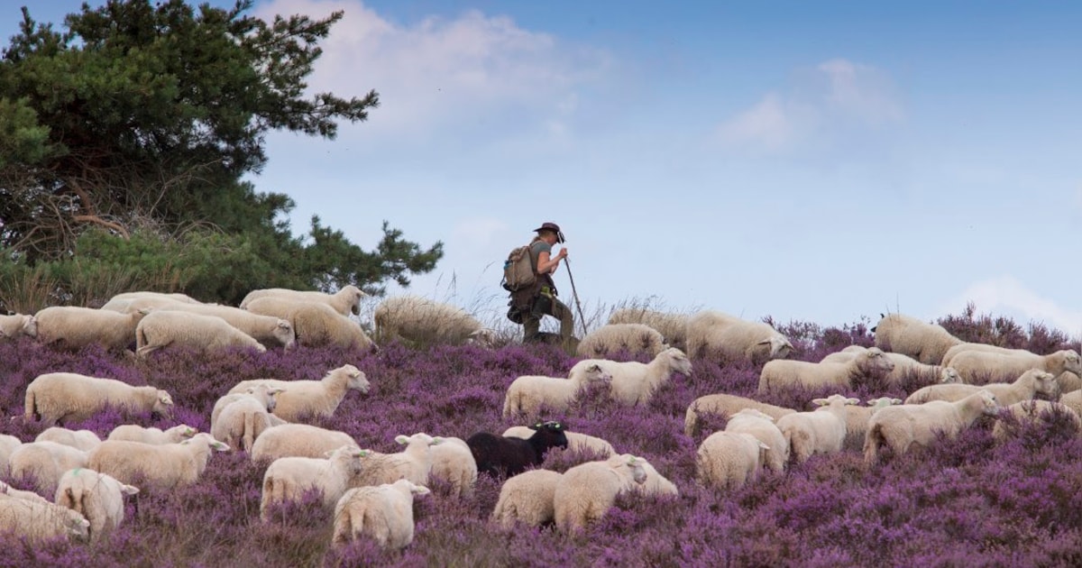 Hier in de buurt van Breda loop je tussen de bloeiende heide