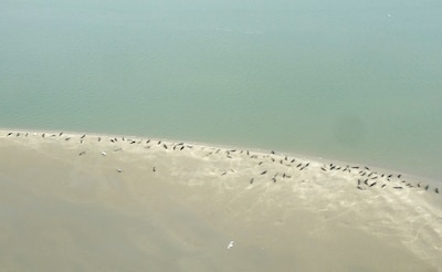 Bijzondere foto van honderden zeehonden maakt experts blij: ‘Teken dat het goed gaat met de natuur’