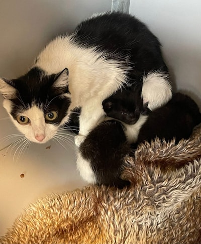 Heb jij Pukkie of Howi gezien? Deze twee huisdieren worden in Tiel vermist