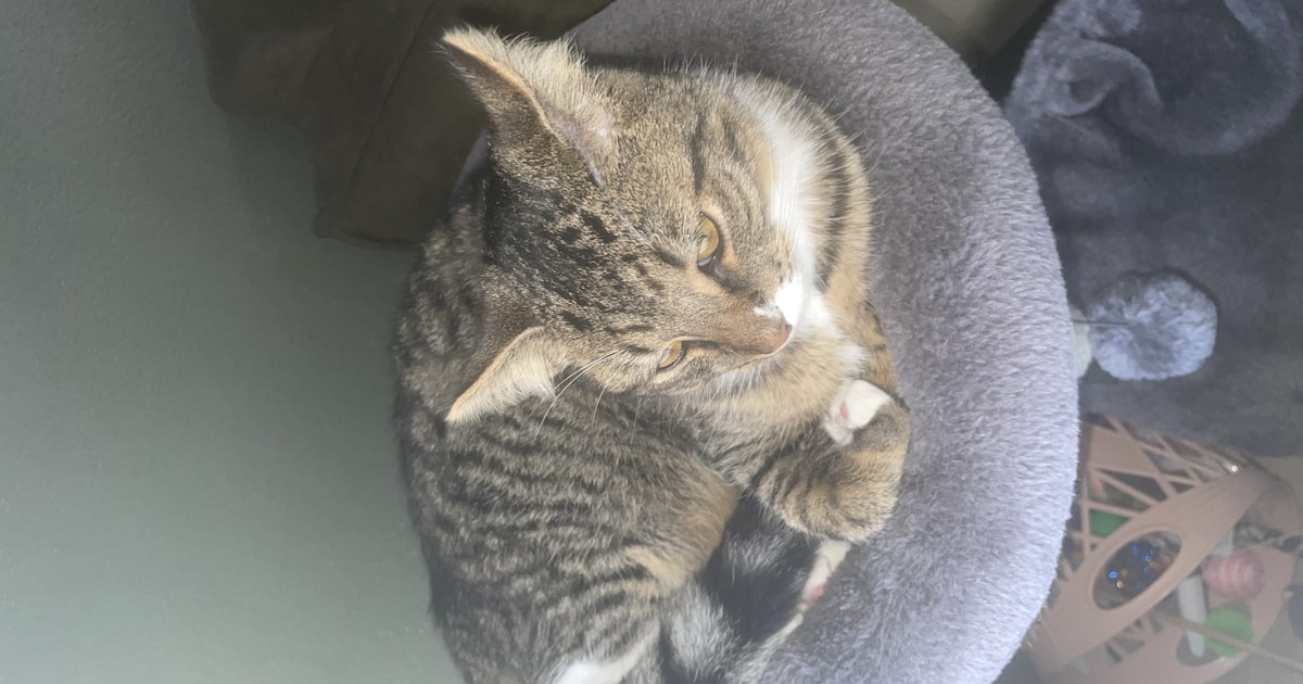 Heb jij Puck gezien? Dit huisdier wordt in Lisse vermist