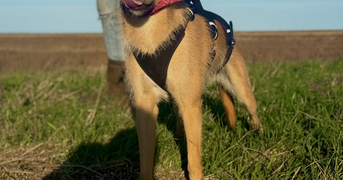 Heb jij Mick gezien? Dit huisdier wordt in Waadhoeke vermist