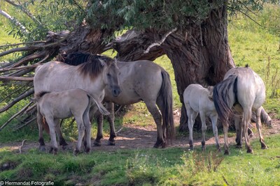 Natuurwandeling in de Klompenwaard bij Doornenburg