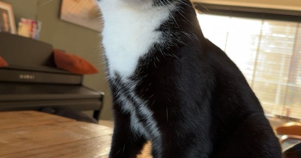 Heb jij Tommy gezien? Dit huisdier wordt in Smallingerland vermist