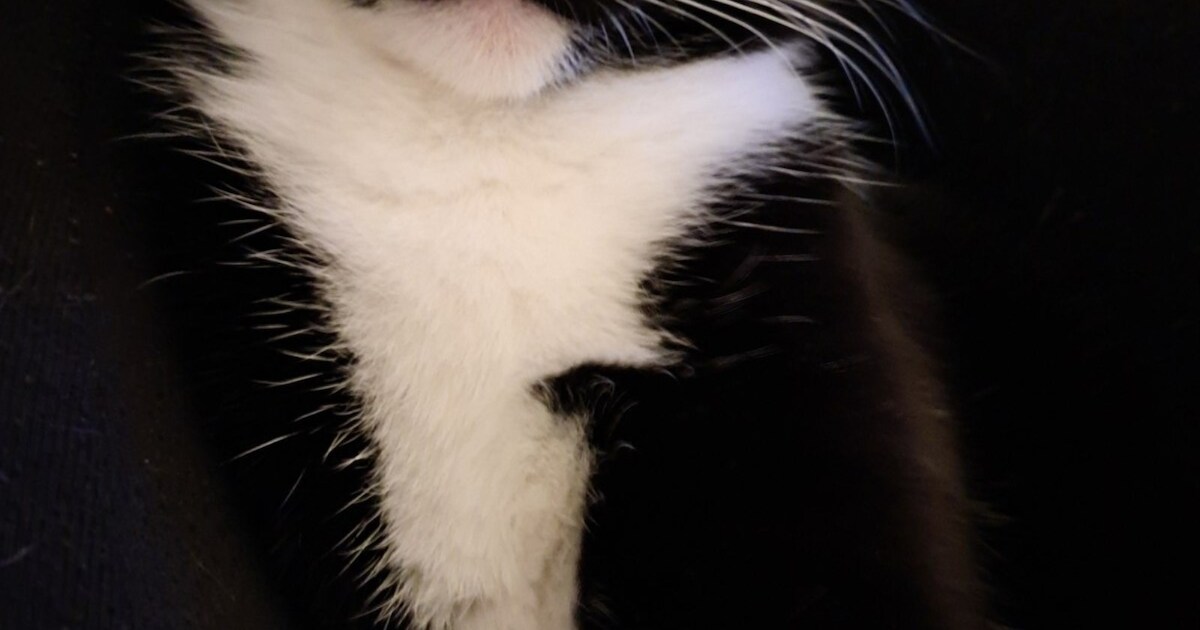 Heb jij Binx gezien? Dit huisdier wordt in Bergeijk vermist