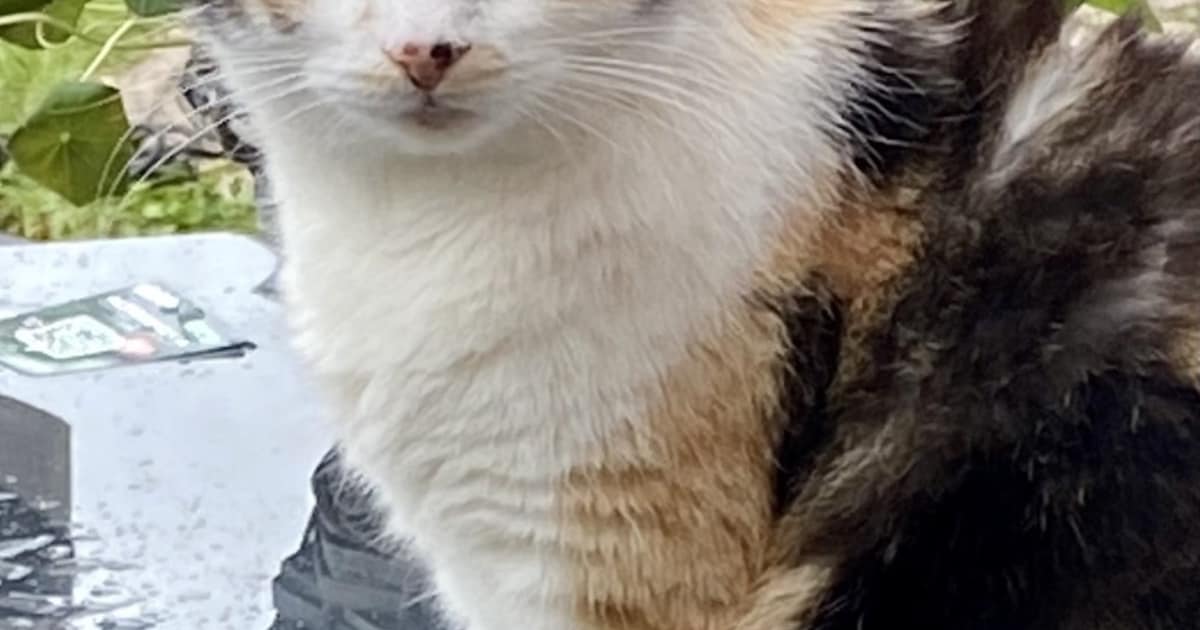 Heb jij Marly gezien? Dit huisdier wordt in Blaricum vermist