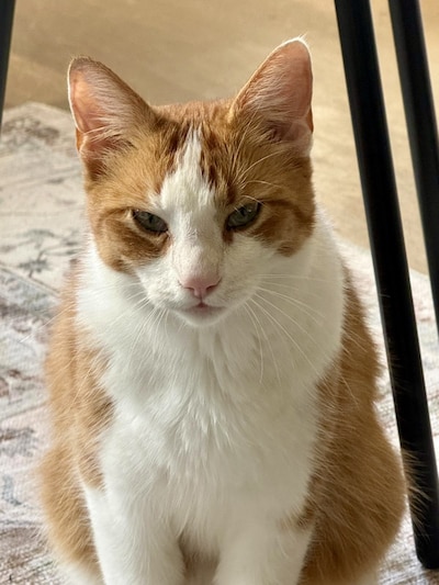 Have you seen Tim, Mollie or Akira? These five pets are missing in Haarlem