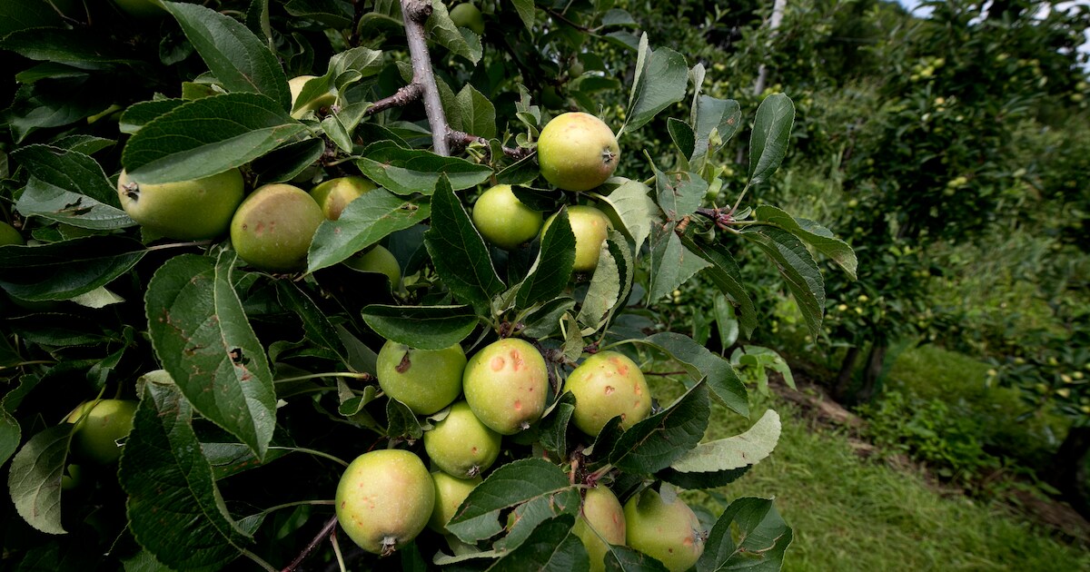 Raad van State kritisch over plan van oud-kweker voor vijf huizen in boomgaard Opijnen