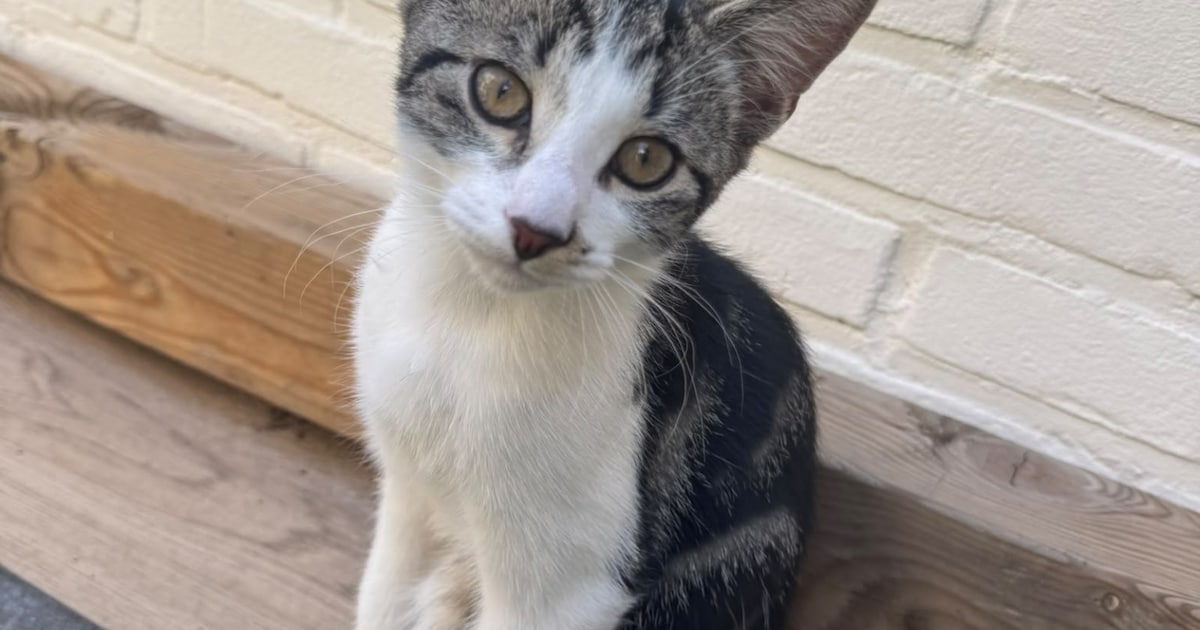 Heb jij Bo, Teuntje of Pip gezien? Deze vier huisdieren worden in Velsen vermist