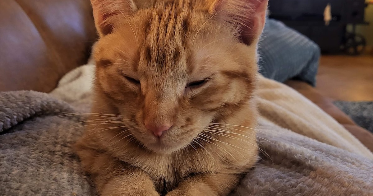 Heb jij Kees, Pam of Pepper gezien? Deze vier huisdieren worden in Stichtse Vecht vermist