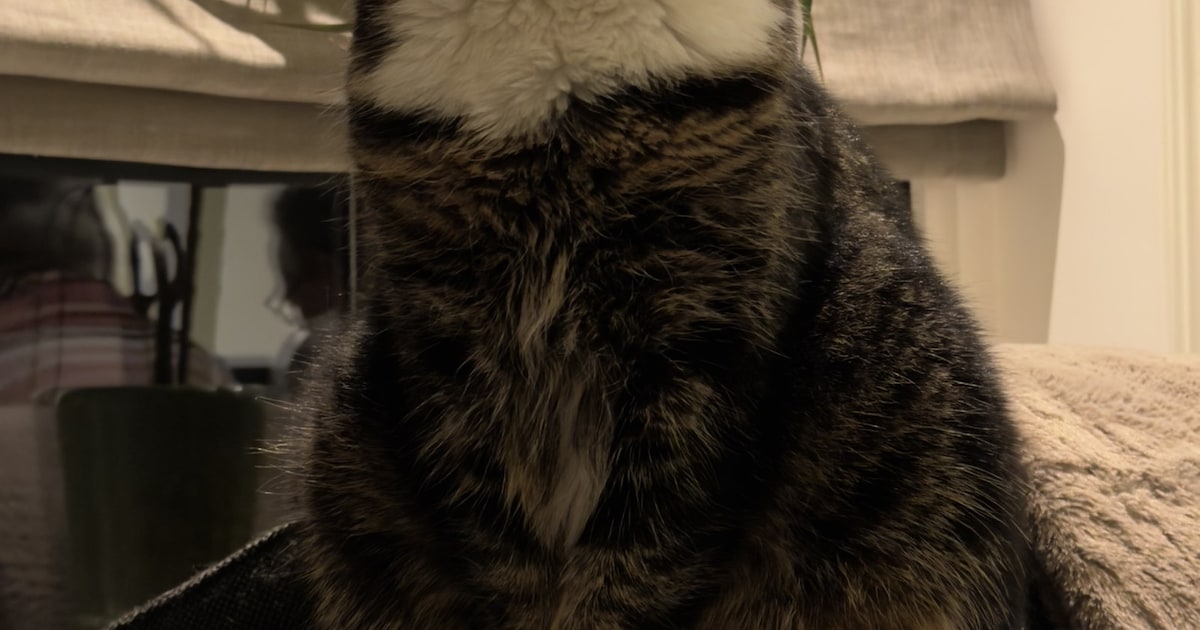 Heb jij Sven gezien? Dit huisdier wordt in Ooststellingwerf vermist