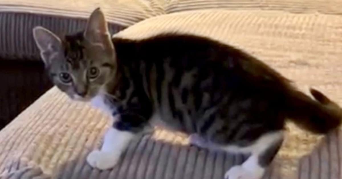 Heb jij Muis gezien? Dit huisdier wordt in Nederweert vermist