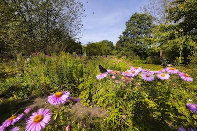 Groene parels in de stad: 7x verborgen natuur in Nijmegen