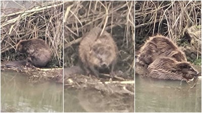 Bevers zoeken het hogerop in Deventer: ‘Ze waren heel rustig, mooi om te zien’
