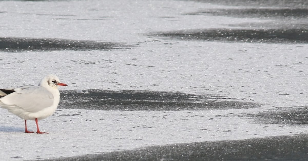 Vogeltelling Waddenzee zaterdag van de baan door storm en slecht bereikbaar vervoer