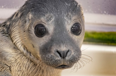Onderzoek naar afname zeehonden in Waddenzee van start