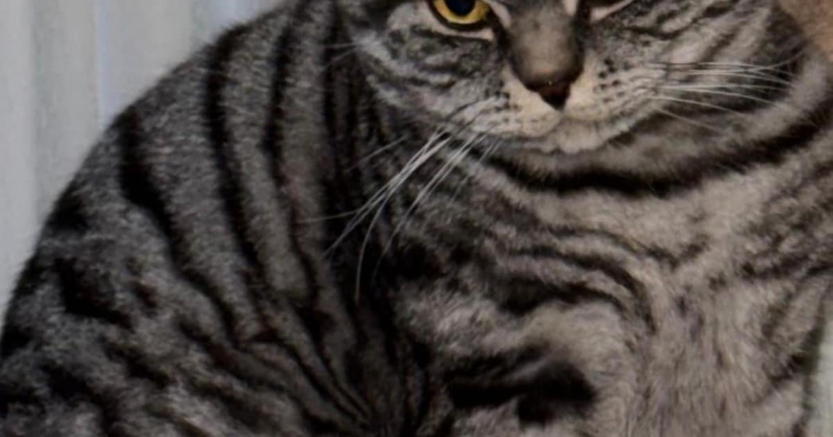 Heb jij Coco of Eefje gezien? Deze twee huisdieren worden in Leusden vermist