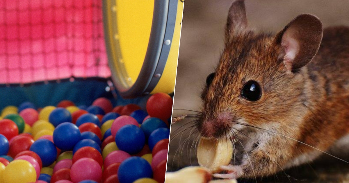 Muis duikt op in indoorspeeltuin Monkey Town, video maakt tongen los: ‘Hebben onmiddellijk gehandeld