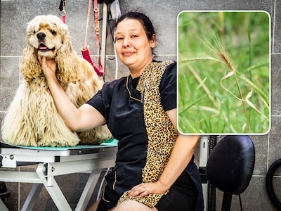 Melany (39) moet haar hond uitlaten in ‘mijnenveld’ van grasaren: ‘Finn gilde het uit van de pijn’