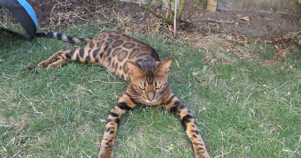 Heb jij Yaya of Charlie gezien? Deze twee huisdieren worden in De Bilt vermist