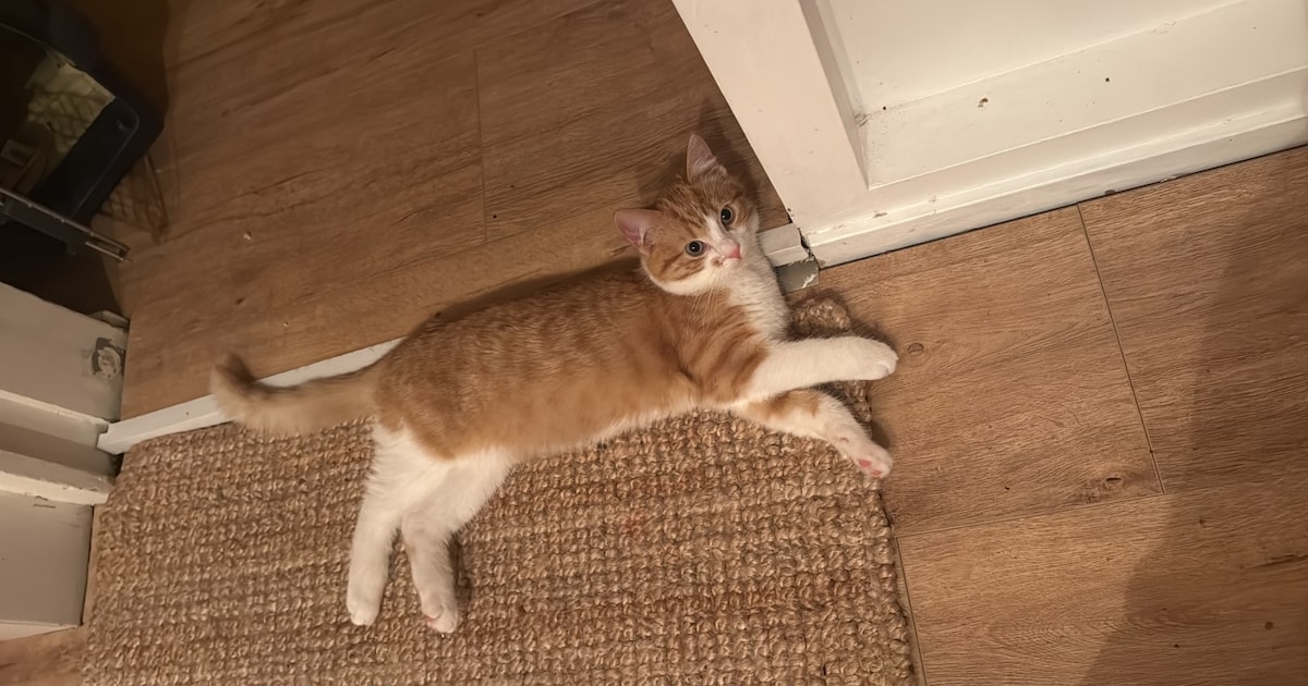 Heb jij Abu gezien? Dit huisdier wordt in Vaals vermist