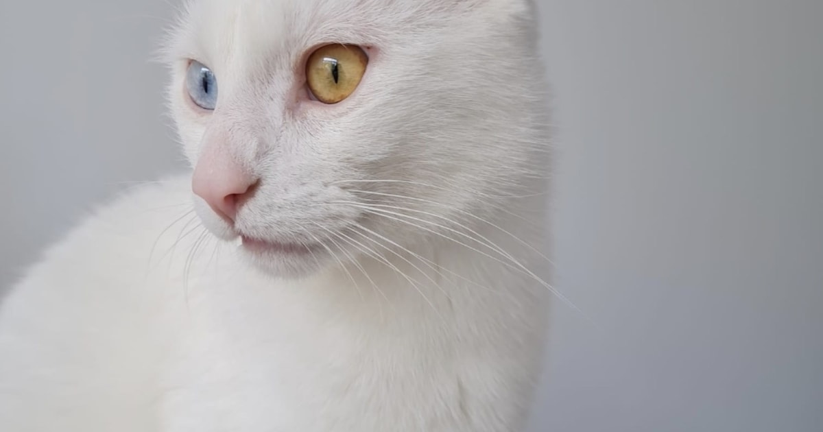 Heb jij Bolo, Suusje of Poes gezien? Deze drie huisdieren worden in Teylingen vermist