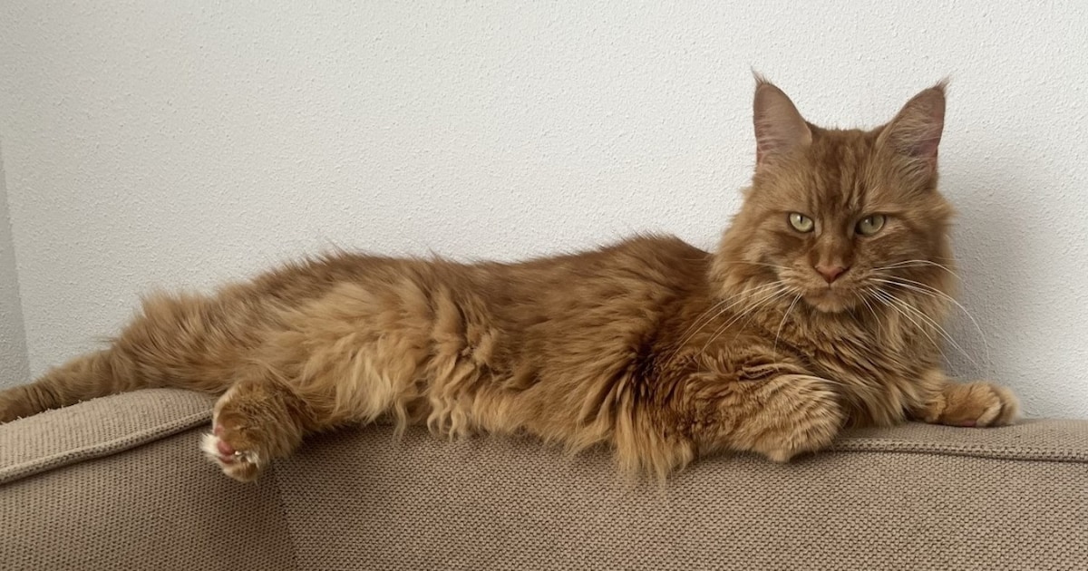 Heb jij Mieuw, Nala of Rudy gezien? Deze vier huisdieren worden in Den Helder vermist