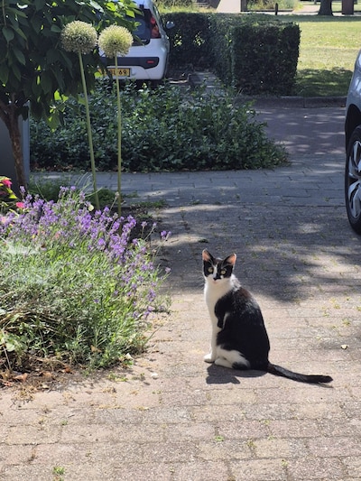 Heb jij Elvis of Lizzy gezien? Deze twee huisdieren worden in Zaltbommel vermist