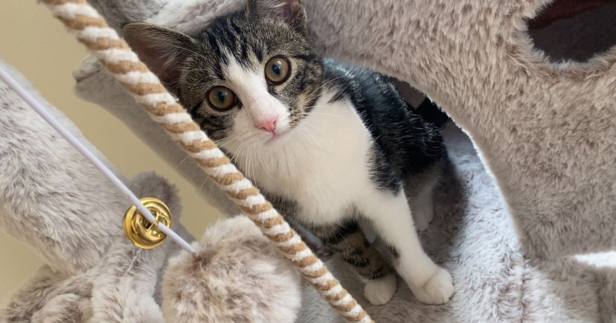 Heb jij Luna gezien? Dit huisdier wordt in Gouda vermist