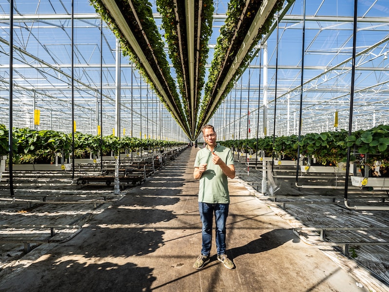 Bemmelse aardbeienkoning neemt concurrent met kassen ter grootte van 48 voetbalvelden over