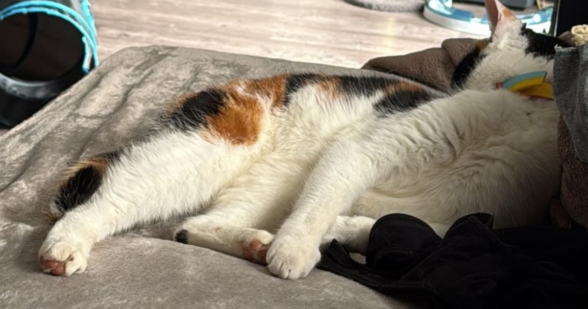 Heb jij Dunya, Doppertje of Mickey gezien? Deze vier huisdieren worden in Assen vermist